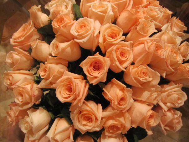 Соня Июньская