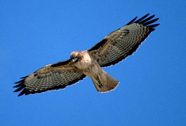 Николай Ястребов