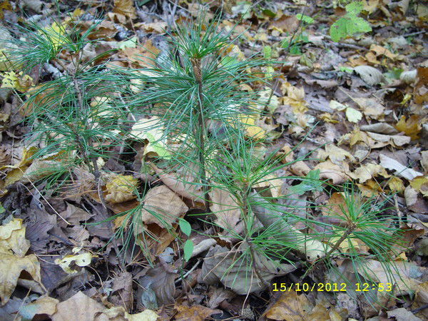 Вячеслав Пинькевич
