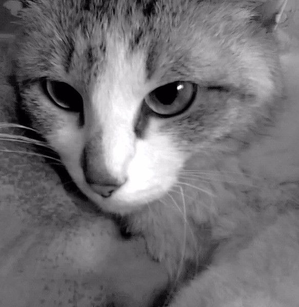 Мария Фотопулу