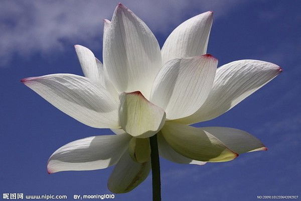 Елена Лисниченко