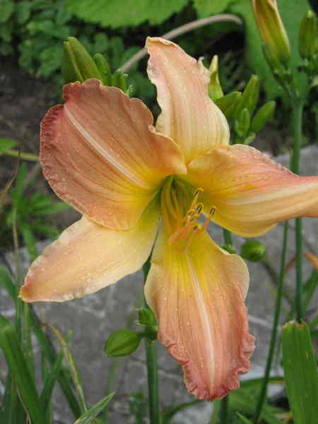 Оксана Драке