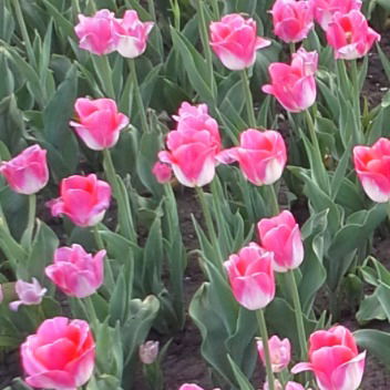 Оксана Симашева (Великданова)