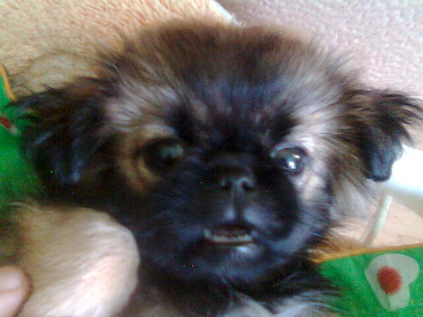 Игорь **********