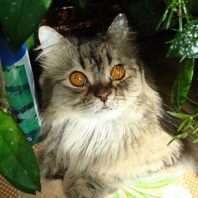 Светлана Трачук