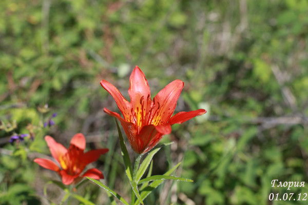 Ирина Топоркова