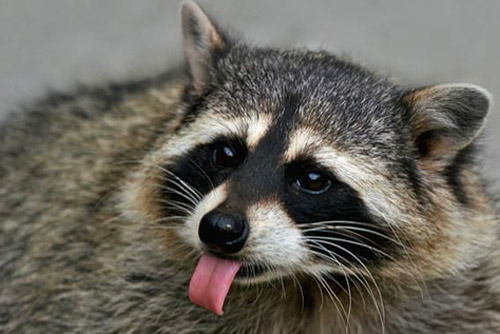 Никита Негодяев