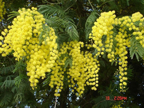 Татьяна Алефирова