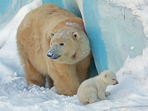 Мишка Белый