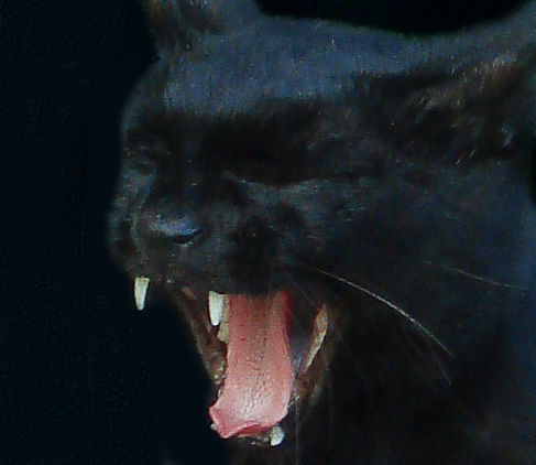 Денис Самойлов