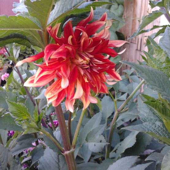 Наталья Городецкая