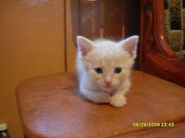 Ранас Минникаев