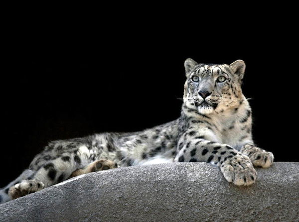 Алексей (Барс) Борисов