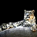 Алексей (Барс) Борисов