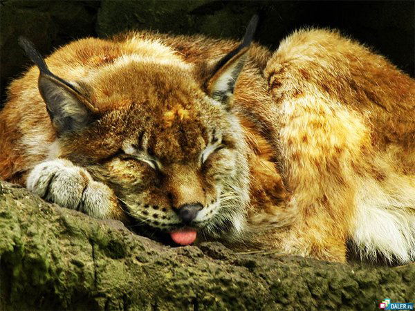 Жужжужу Жууууууу