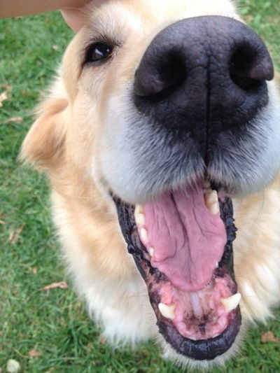 Манная Каша