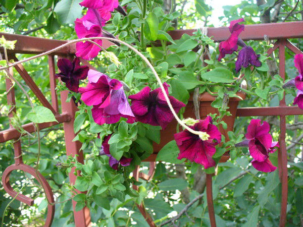 Анастасия Санина