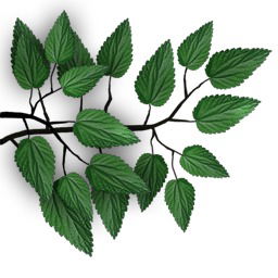 Евгения Сорокина