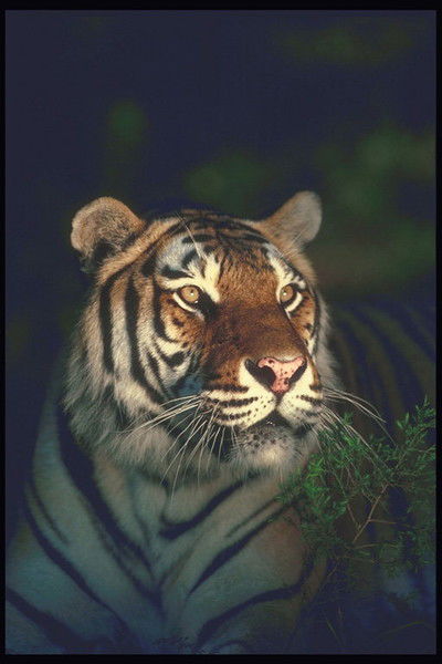 Юрий Навальный