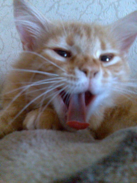 Рената Иванова