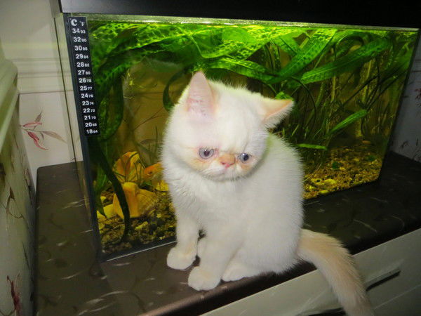 Майя Голодникова