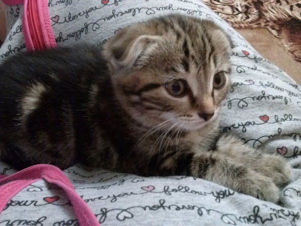 Анна Коваленко