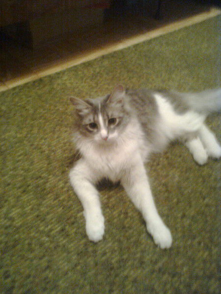 Зайка Зайка