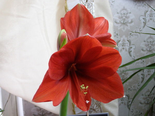 Наташа Галиченко