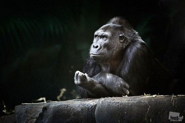 Алексей Стародубцев