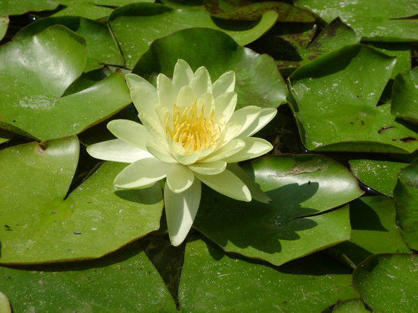 Тамара Негруб