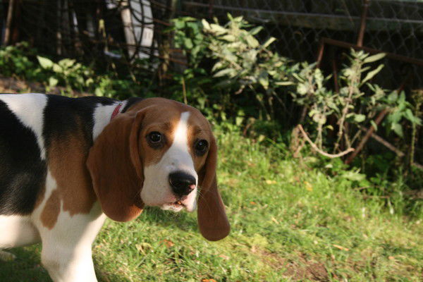 Ольга Корнеева