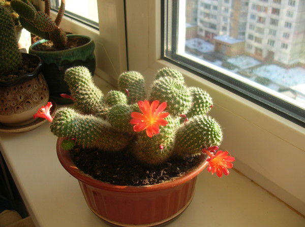 Екатерина Зарифова