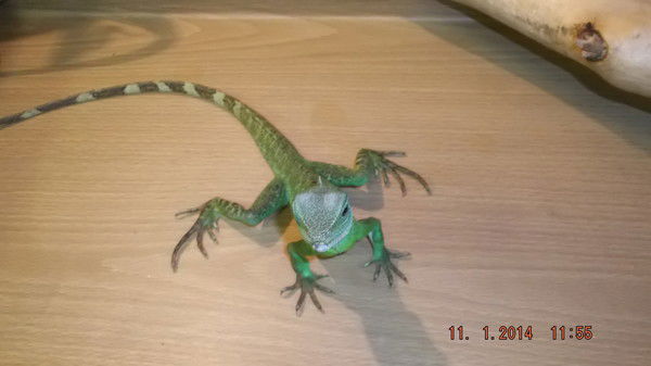 Татьяна Глушкова