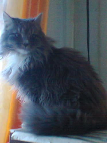 Конрад Наивный