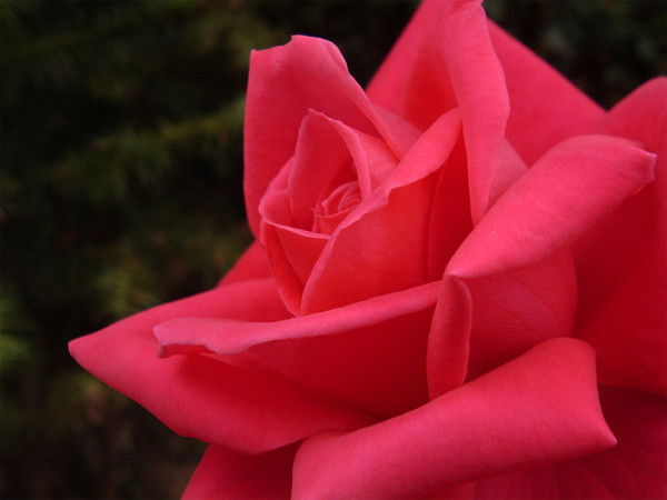 ***иманият ***