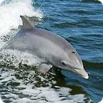 Насибулин Рамазан