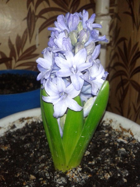 Маргарита .