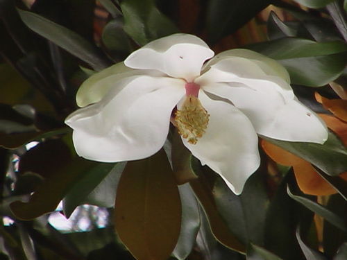 Петр Чупрыненко