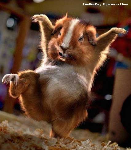 Айсер Уджа-Али