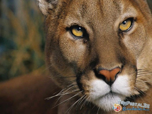 Алия Ибрагимова