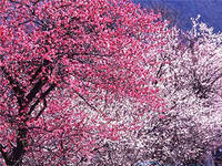 Павел Павел