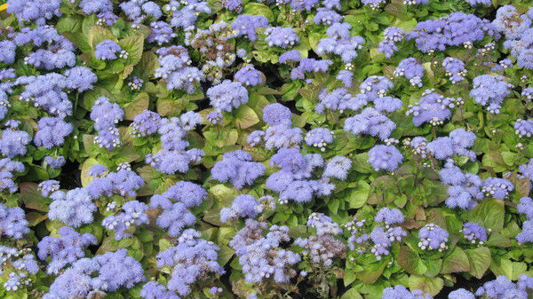 Тулякова Анна