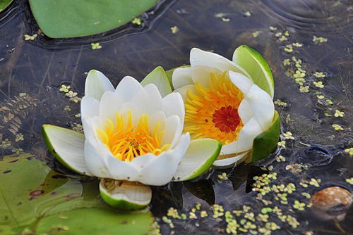 Елена Надирян