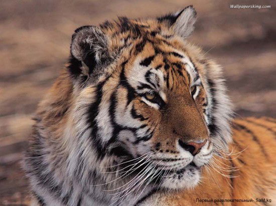 Халит Балаев