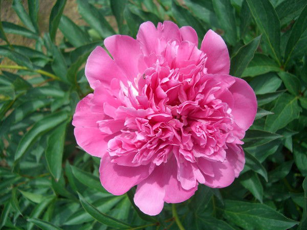 Елена Черногорова