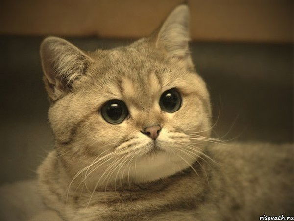 Полина Бойко