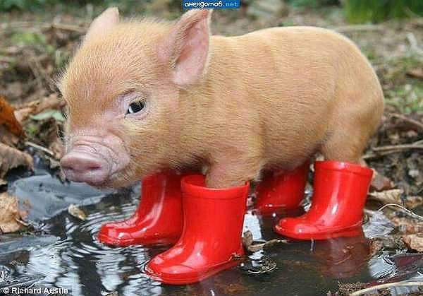 Сергей Карсаков