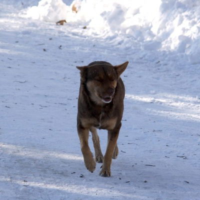 Алена Анела