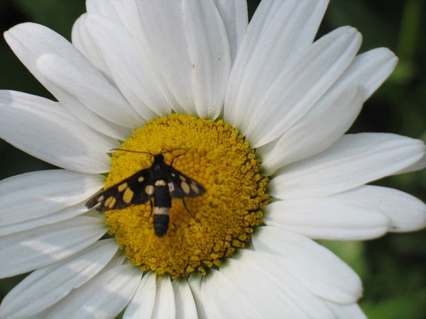 Татьяна Короткова