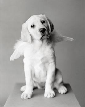 Елена Азорина